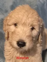 Winston, a male Goldendoodle for sale in Whittier, NC – 1 of 3
