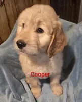 Cooper, a male Goldendoodle for sale in Whittier, NC – 2 of 2