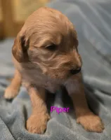 Piper, a female Goldendoodle for sale in Whittier, NC – 2 of 2