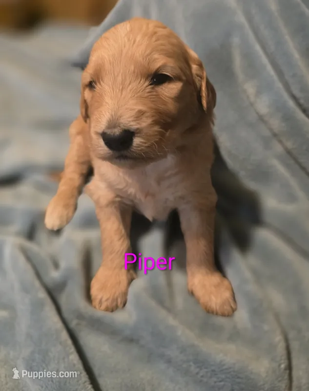 Piper – Goldendoodle puppy for sale in Whittier, NC