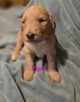Piper, a female Goldendoodle for sale in Whittier, NC – 1 of 2