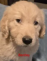 Bentley, a male Goldendoodle for sale in Whittier, NC – 2 of 2