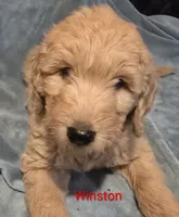 Winston, a male Goldendoodle for sale in Whittier, NC – 2 of 3