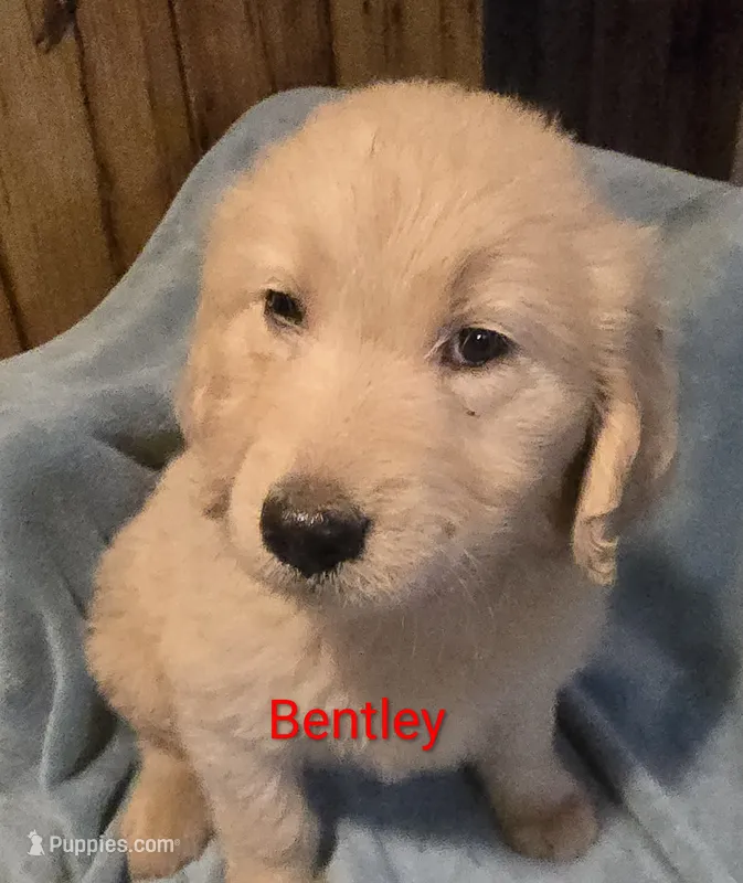 Bentley – Goldendoodle puppy for sale in Whittier, NC