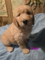 Piper, a female Goldendoodle for sale in Whittier, NC – 3 of 3