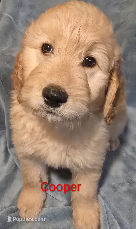 Cooper – Goldendoodle puppy for sale in Whittier, NC