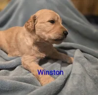 Winston, a male Goldendoodle for sale in Whittier, NC – 2 of 2