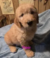 Piper, a female Goldendoodle for sale in Whittier, NC – 2 of 3