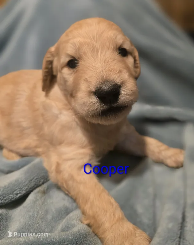 Cooper – Goldendoodle puppy for sale in Whittier, NC
