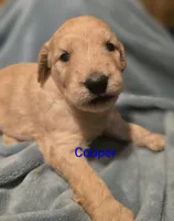 Cooper, a male Goldendoodle for sale in Whittier, NC – 1 of 2