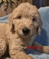 Winston, a male Goldendoodle for sale in Whittier, NC – 3 of 3