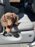 Henry , a male Miniature Dachshund for sale in Springfield, OH – 4 of 6