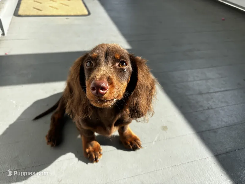 Henry  – Miniature Dachshund puppy for sale in Springfield, OH