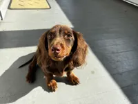 Henry , a male Miniature Dachshund for sale in Springfield, OH – 1 of 6