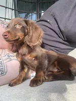 Henry , a male Miniature Dachshund for sale in Springfield, OH – 2 of 6