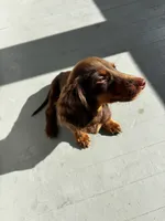 Henry , a male Miniature Dachshund for sale in Springfield, OH – 3 of 6