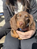 Henry , a male Miniature Dachshund for sale in Springfield, OH – 5 of 6