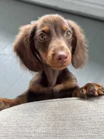 Henry , a male Miniature Dachshund for sale in Springfield, OH – 6 of 6
