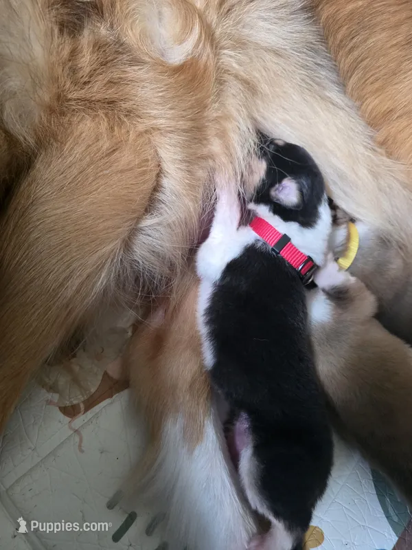 Red – Collie puppy for sale in Wykoff, MN