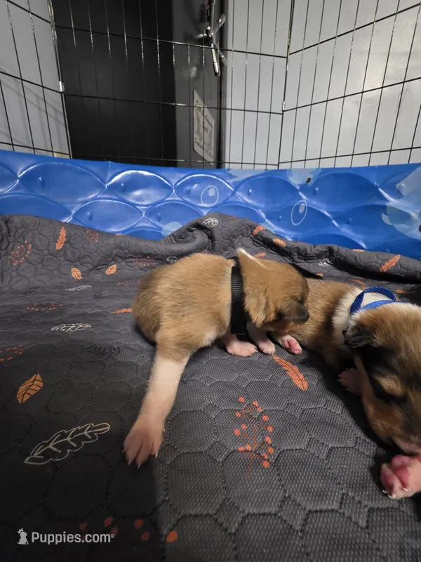 Black – Collie puppy for sale in Wykoff, MN