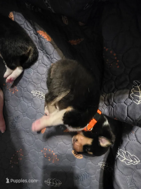 Orange – Collie puppy for sale in Wykoff, MN