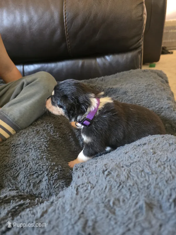 Purple – Collie puppy for sale in Wykoff, MN