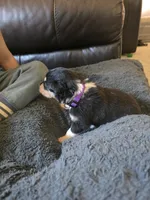 Purple, a female Collie for sale in Wykoff, MN – 1 of 2