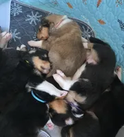 Pink, a female Collie for sale in Wykoff, MN – Photo 4 of 5