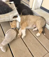 Pink, a female Collie for sale in Wykoff, MN – Photo 5 of 5