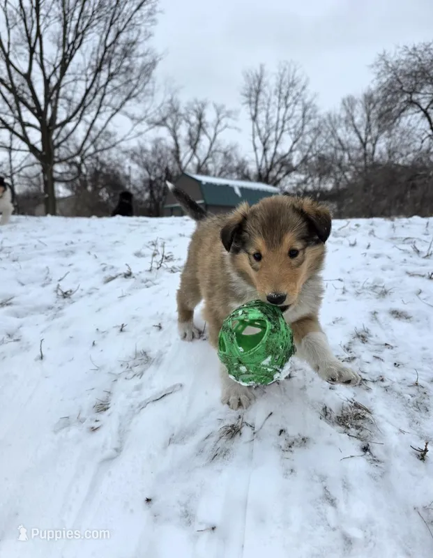 Pink, a female Collie for sale in Wykoff, MN – Photo 1 of 5