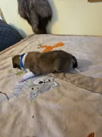 Big Blue, a male Collie for sale in Wykoff, MN – Photo 10 of 10