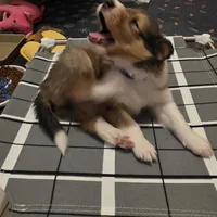 Magnus, a male Collie for sale in Wykoff, MN – Photo 2 of 9