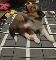 Big Blue, a male Collie for sale in Wykoff, MN – Photo 2 of 10