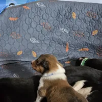 Magnus, a male Collie for sale in Wykoff, MN – Photo 3 of 9