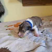 Magnus, a male Collie for sale in Wykoff, MN – Photo 5 of 9