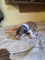 Big Blue, a male Collie for sale in Wykoff, MN – Photo 7 of 10