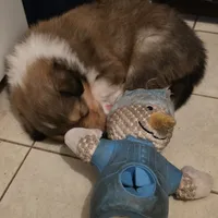 Magnus, a male Collie for sale in Wykoff, MN – Photo 6 of 9