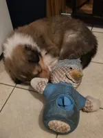 Big Blue, a male Collie for sale in Wykoff, MN – Photo 5 of 10