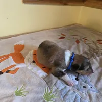 Magnus, a male Collie for sale in Wykoff, MN – Photo 8 of 9