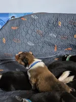 Big Blue, a male Collie for sale in Wykoff, MN – Photo 4 of 10