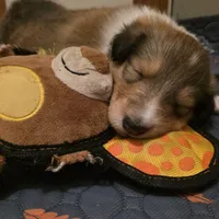 Magnus, a male Collie for sale in Wykoff, MN – Photo 4 of 9