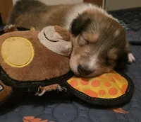 Big Blue, a male Collie for sale in Wykoff, MN – Photo 6 of 10