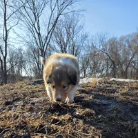 Magnus, a male Collie for sale in Wykoff, MN – Photo 1 of 9