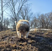 Big Blue, a male Collie for sale in Wykoff, MN – Photo 1 of 10