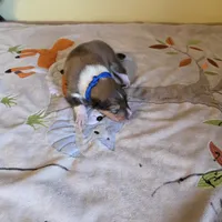 Magnus, a male Collie for sale in Wykoff, MN – Photo 7 of 9