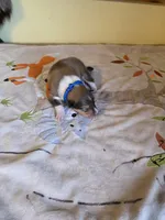 Big Blue, a male Collie for sale in Wykoff, MN – Photo 8 of 10