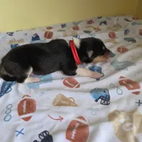 Maverick , a male Collie for sale in Wykoff, MN – Photo 6 of 8