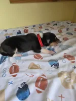 Red, a male Collie for sale in Wykoff, MN – Photo 5 of 5