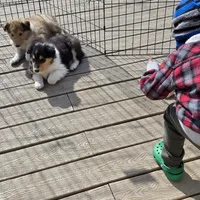 Maverick , a male Collie for sale in Wykoff, MN – Photo 7 of 8