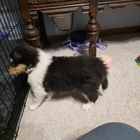 Maverick , a male Collie for sale in Wykoff, MN – Photo 1 of 8